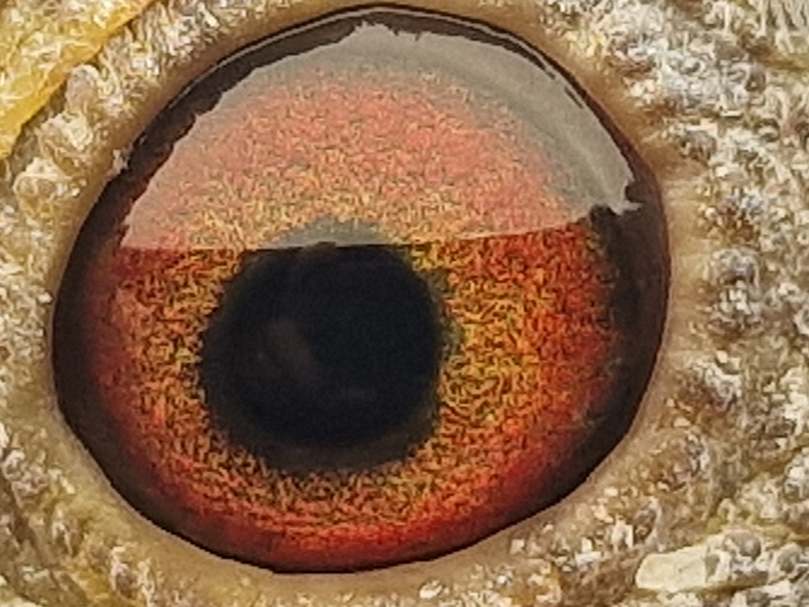 Pigeon eye